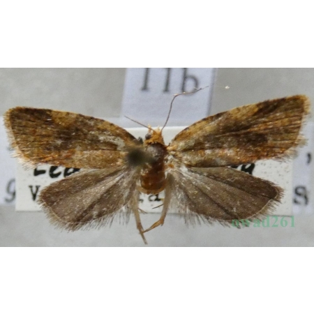 Epagoge grotiana (Fabricius, 1781) Czech11b